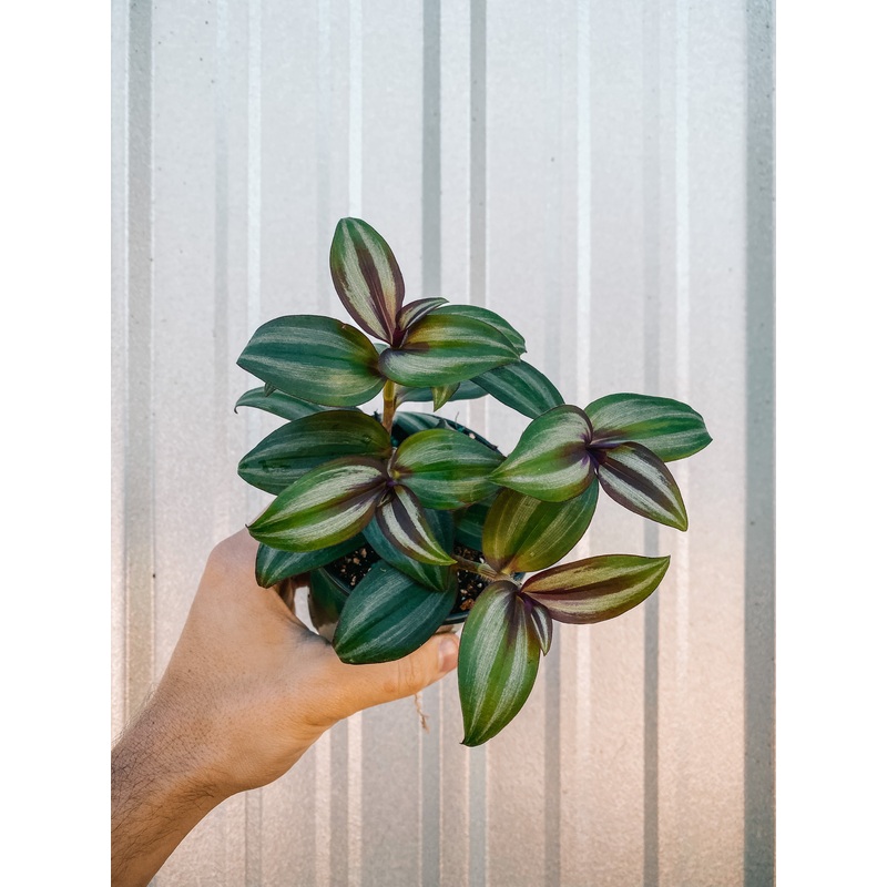 4 Tradescantia ‘Zebrina’