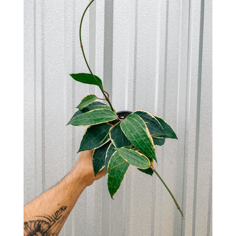 4 Variegated Hoya ‘Macrophylla’
