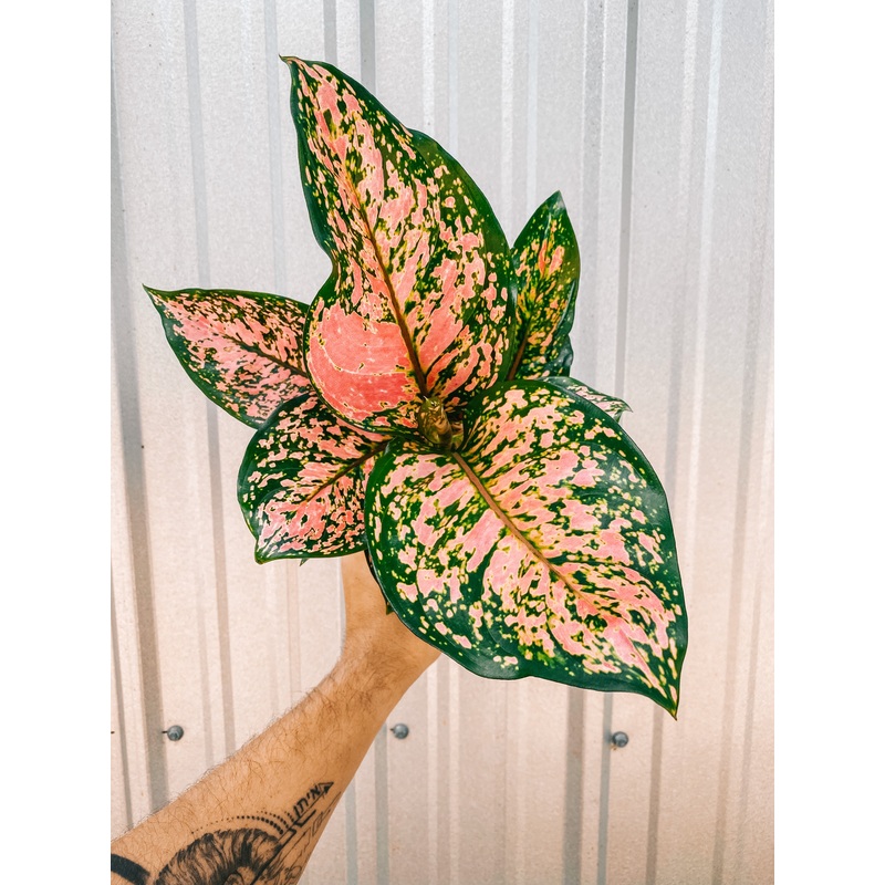 5 Aglaonema ‘Red Valentine’