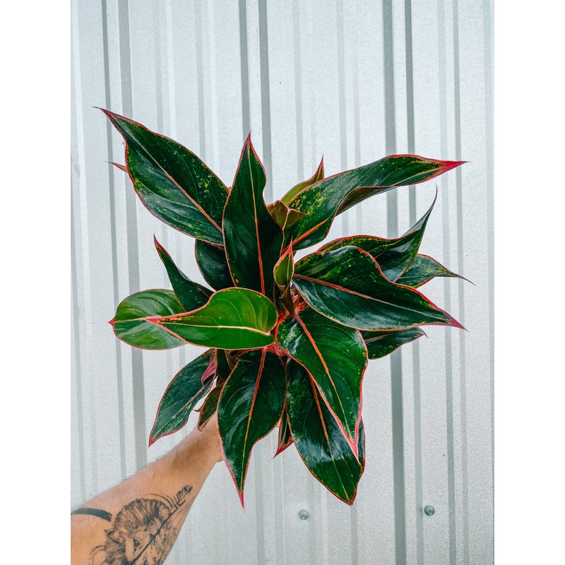 5 Aglaonema ‘Siam Aurora’