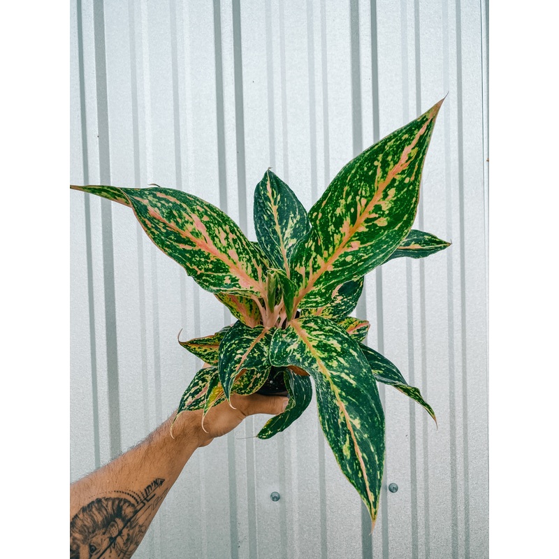 5 Aglaonema ‘Sparkling Sarah’