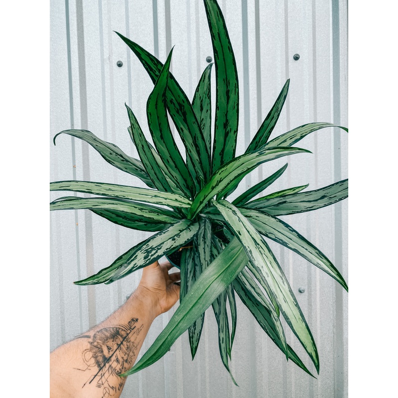 6 Aglaonema ‘Cutlass’
