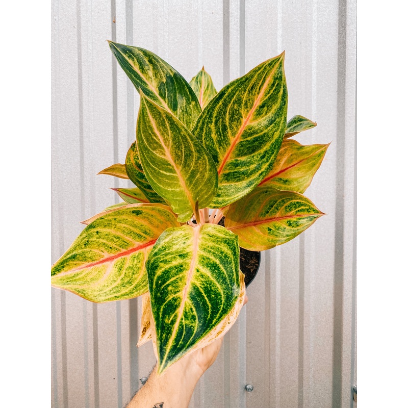 6 Aglaonema ‘Fluorite’