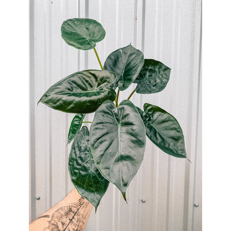 6 Alocasia ‘Wentii’