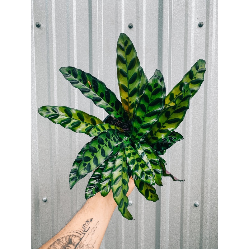 6 Calathea Lancifolia ‘Rattlesnake’