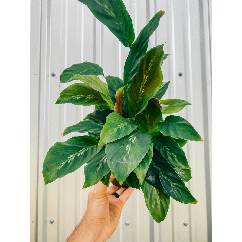 6 Calathea ‘Maui Queen’