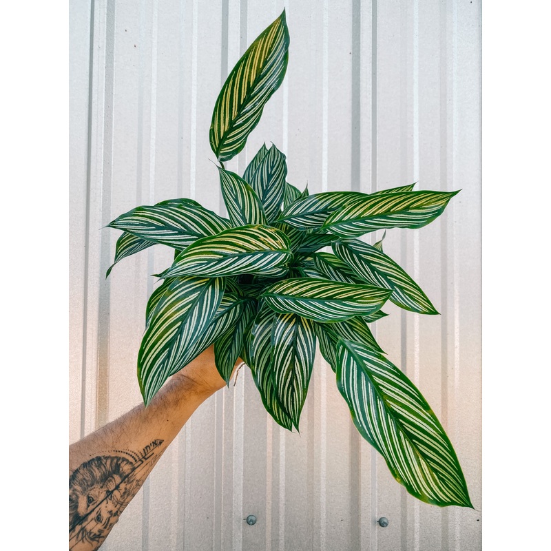 6 Calathea ‘Vitatta’