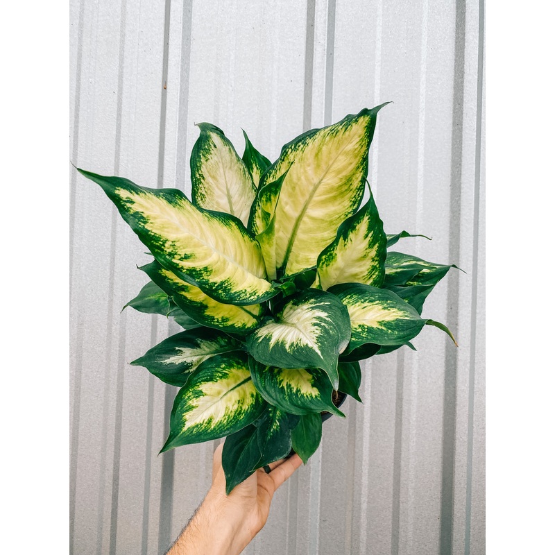 6 Dieffenbachia ‘Camille’