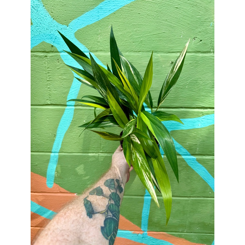 6 Epipremnum amplissimum variegated