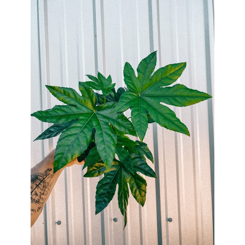 6 Fatsia ‘Japonica’ (Spiders Web)