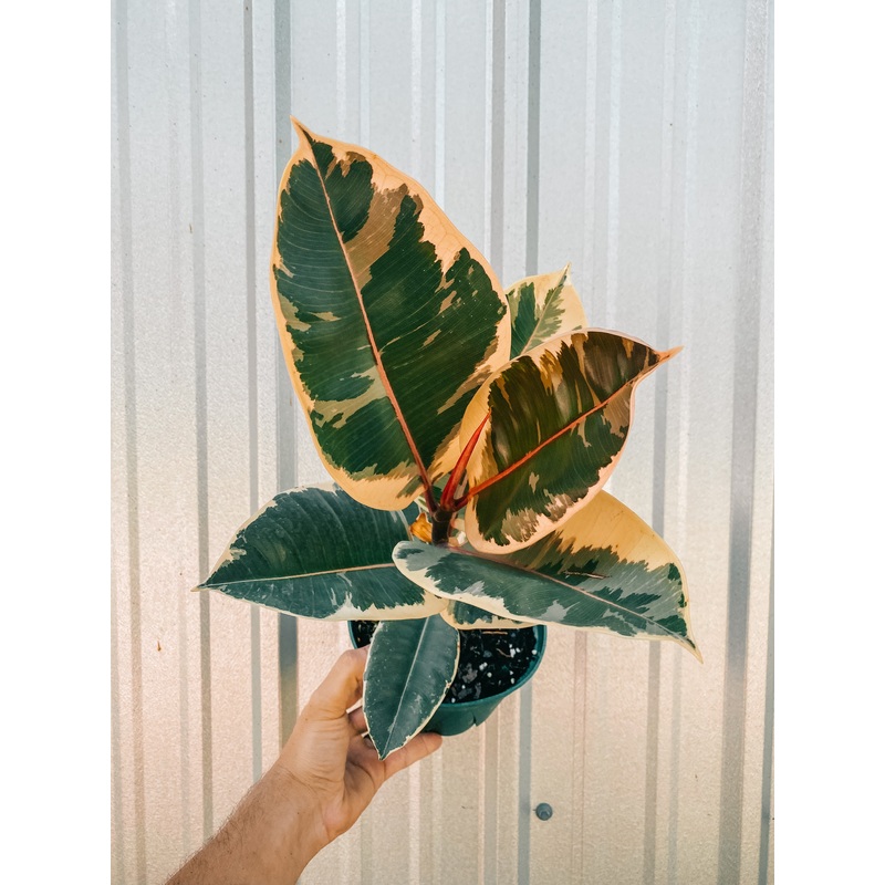 6 Ficus ‘Tineke’