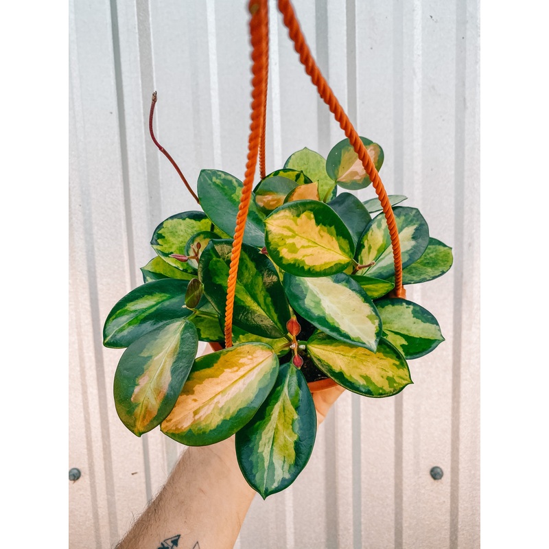 6 Hoya ‘Australis Lisa’ (Hanging Basket)