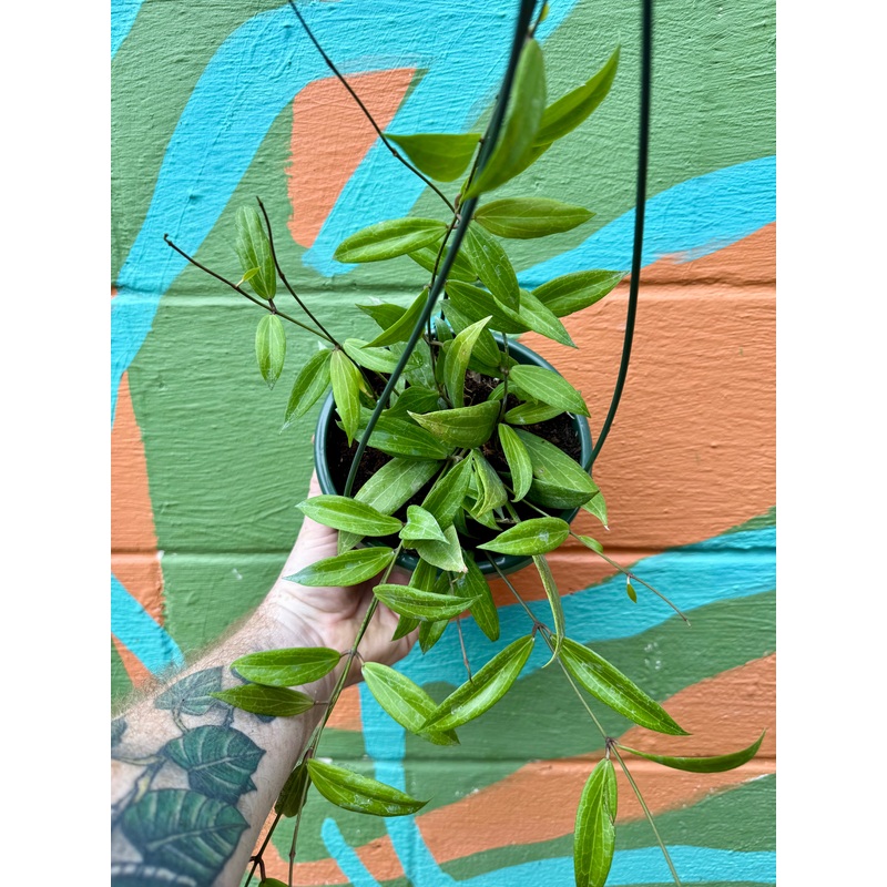 6 Hoya blashernaezii hanging basket