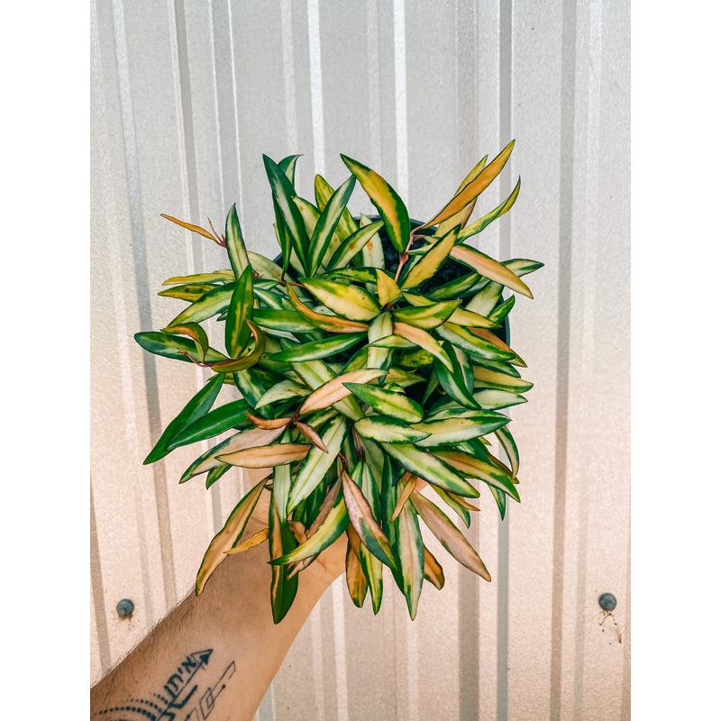 6 Hoya Kentiana Variegated