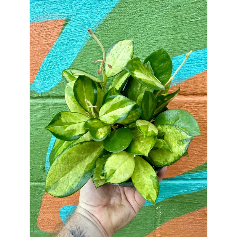 6 Hoya ‘Lisa’