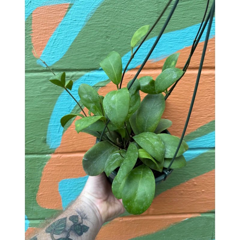 6 Hoya mindorensis hanging basket