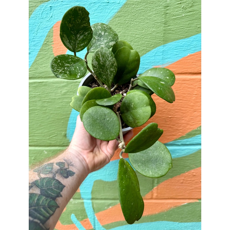 6 Hoya obovata