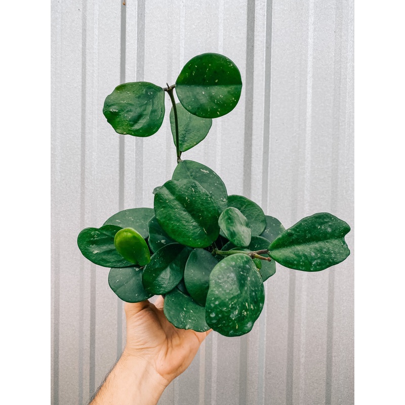 6 Hoya ‘Obovata’ (Hanging Basket)