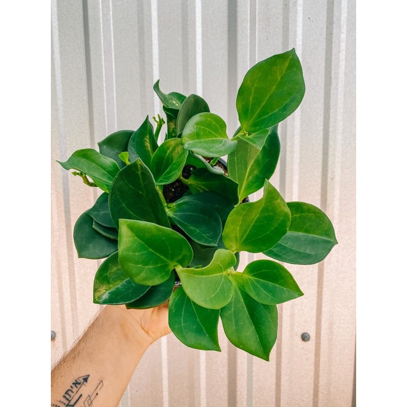 6 Hoya ‘Pachyclada’