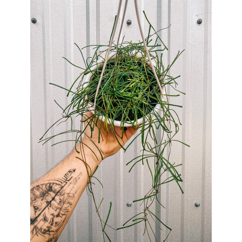 6 Hoya ‘Retusa’ (Hanging Basket)