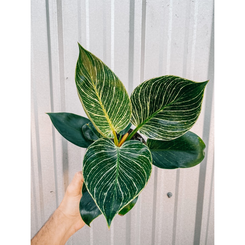 6 Philodendron ‘Birkin’