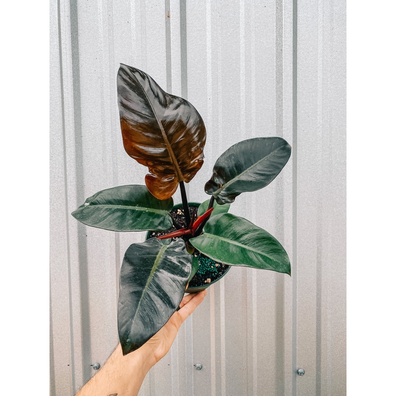 6 Philodendron ‘Black Cardinal’
