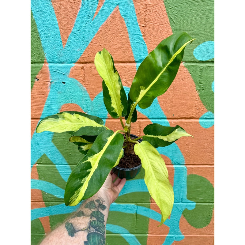 6 Philodendron Thai Sunrise