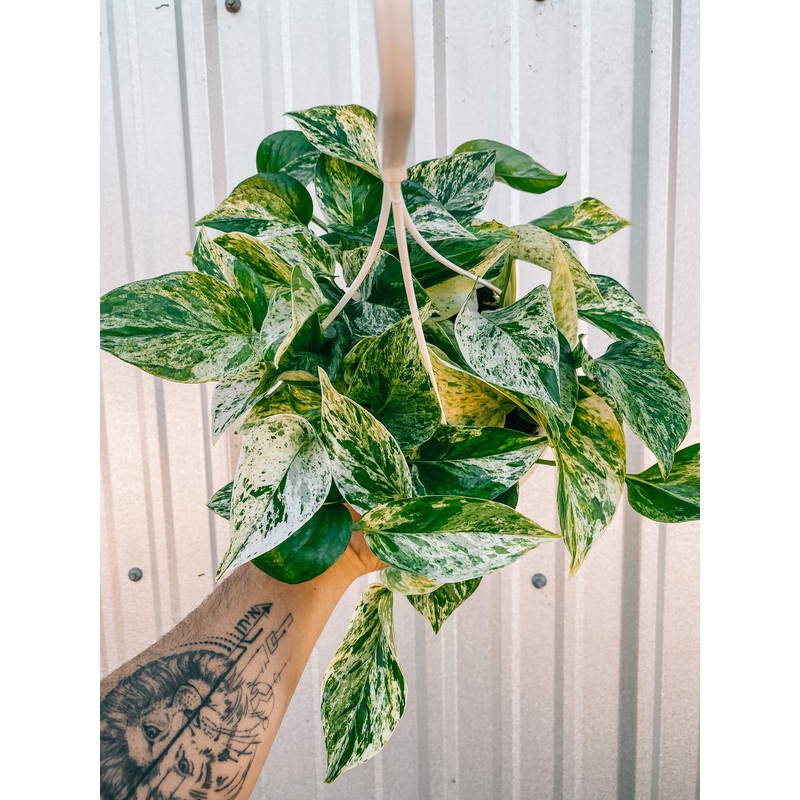 6 Pothos ‘Marble Queen’ (Hanging Basket)