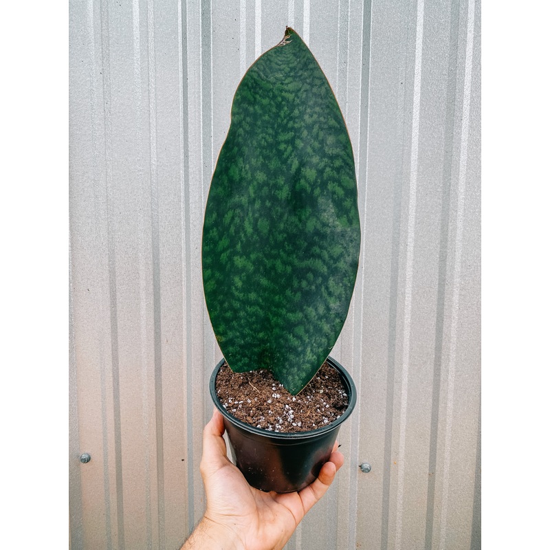 6 Sansevieria Masoniana ‘Whale Fin’