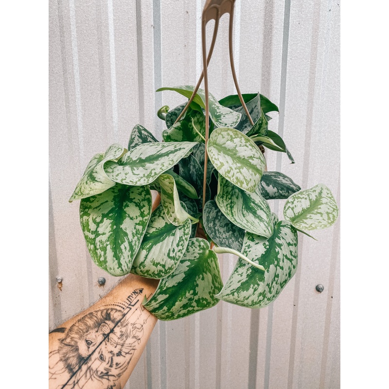 6 Scindapsus ‘Pictus Exotica’ (Hanging Basket)