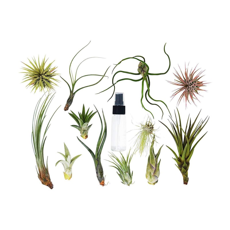 Tillandsia Air Plant Variety Pack w/ Spray Bottle