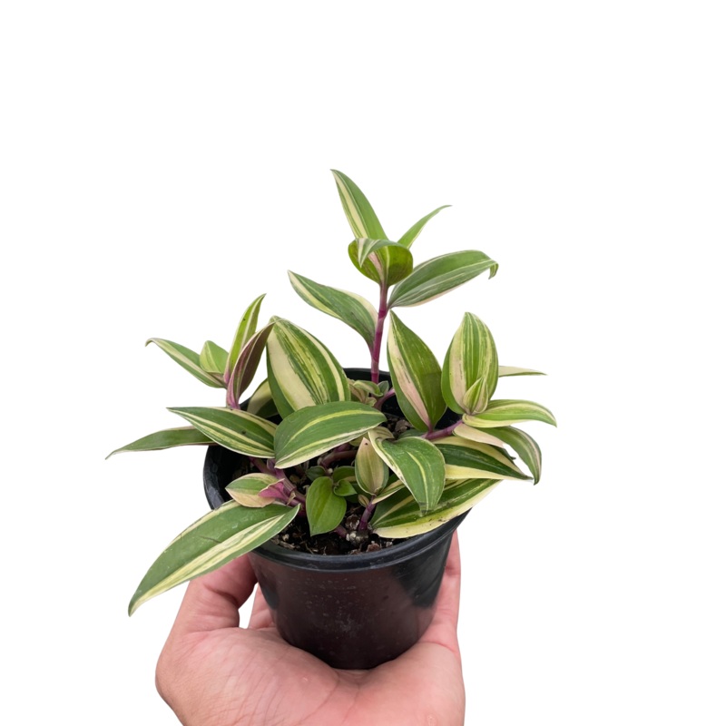 Tradescantia ‘Tricolor’|4″ Pot