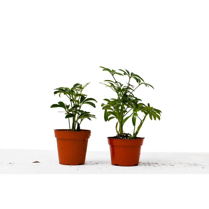 Umbrella tree Variety Pack