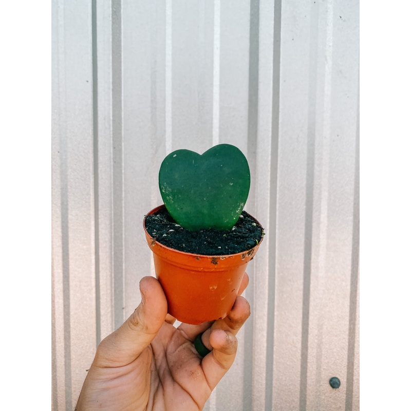 2 Hoya ‘Kerrii’ (single leaf)