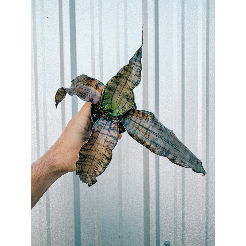 3 Sansevieria ‘Kirkii Coppertone’