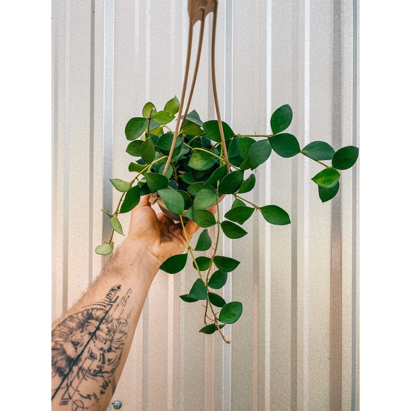 4.5 Hoya ‘Nummularioides’ (Hanging Basket)