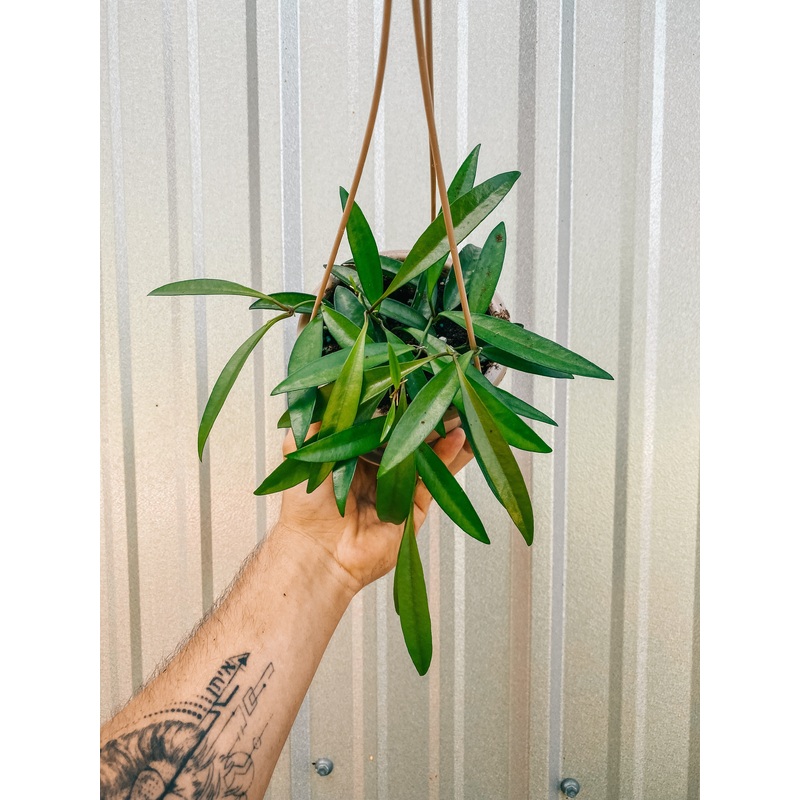 4.5 Hoya ‘Wayetti’ (Hanging Basket)
