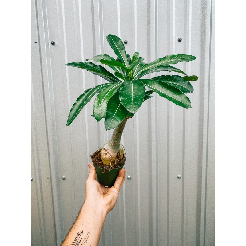 4 Adenium Obesum ‘Desert Rose’