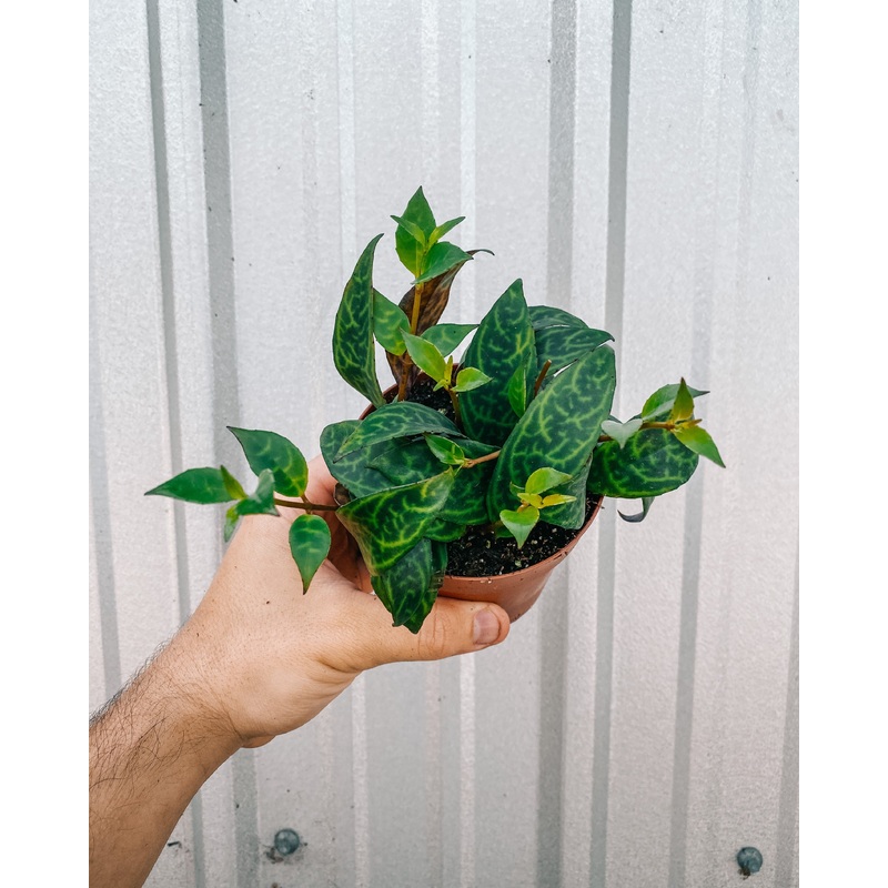4 Aeschynanthus Black Pagoda ‘Tiger Lipstick’
