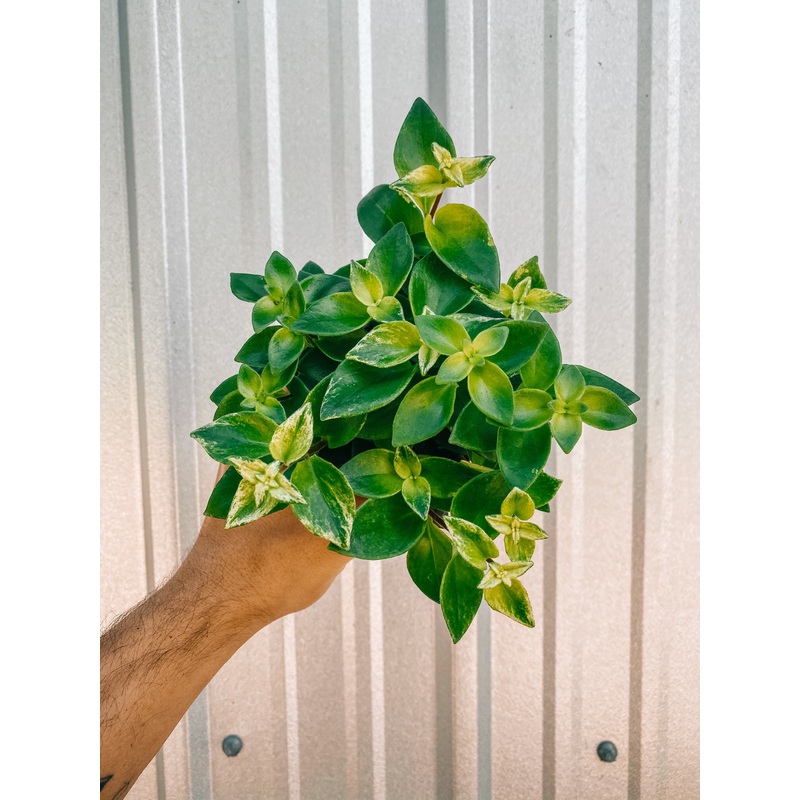 4 Aeschynanthus ‘Variegated Lipstick’
