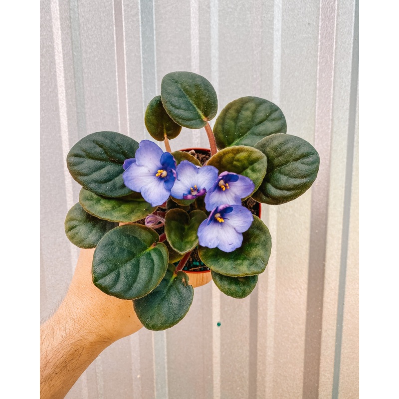 4 African Violet assorted