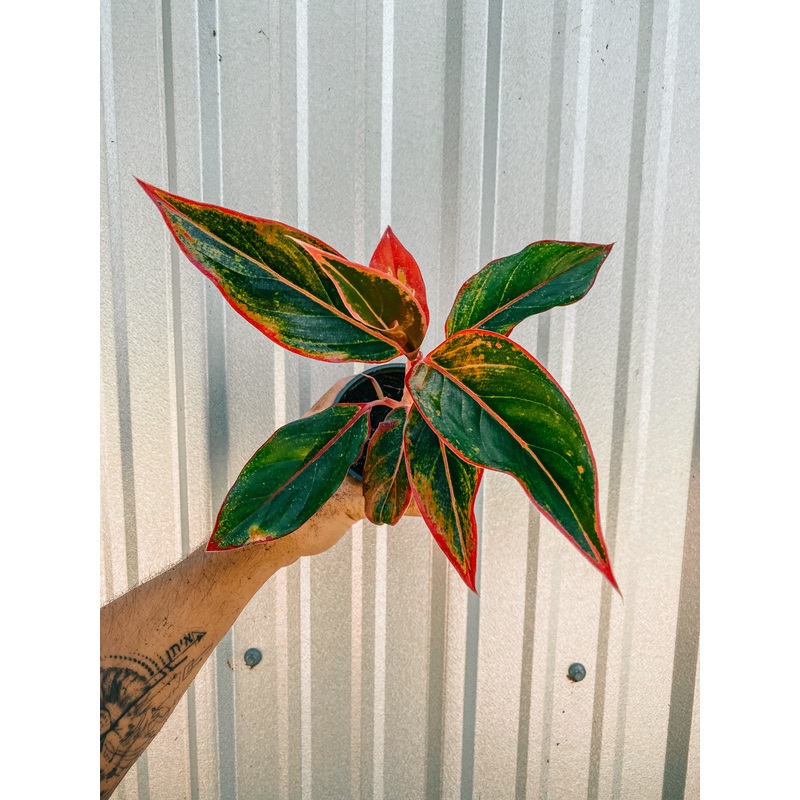 4 Aglaonema ‘Creta’