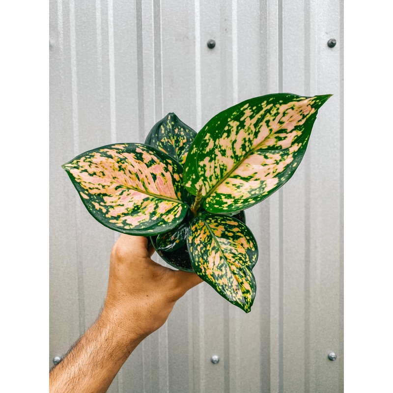 4 Aglaonema ‘Katrina’