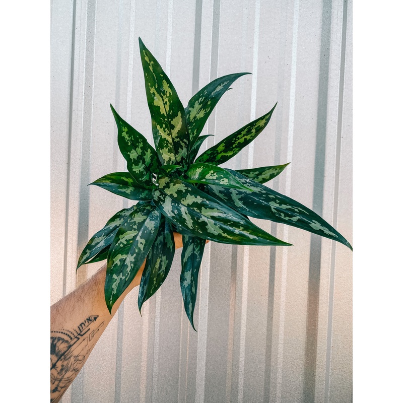 4 Aglaonema ‘Maria’