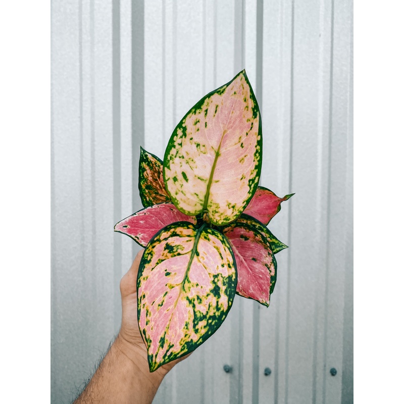 4 Aglaonema ‘Pink Valentine’