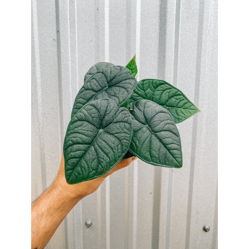 4 Alocasia ‘Melo’