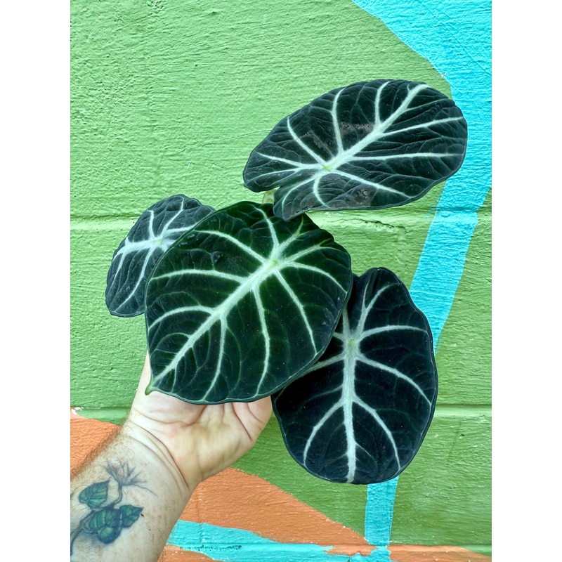 4 Alocasia ‘Ninja’