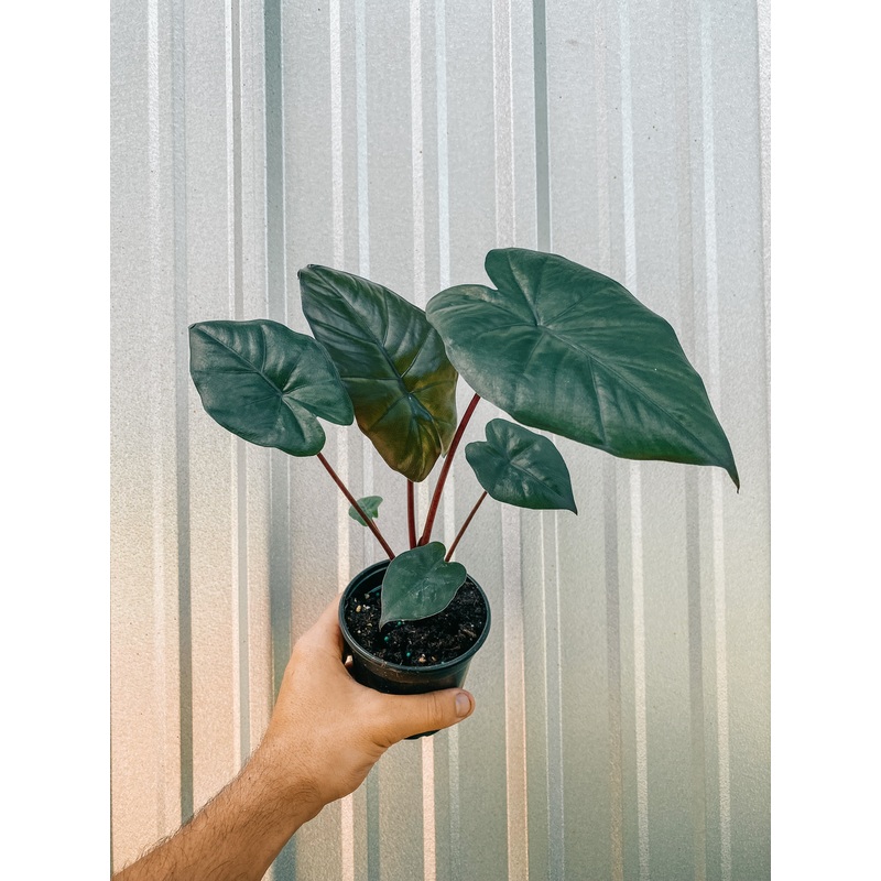 4 Alocasia ‘Serendipity’