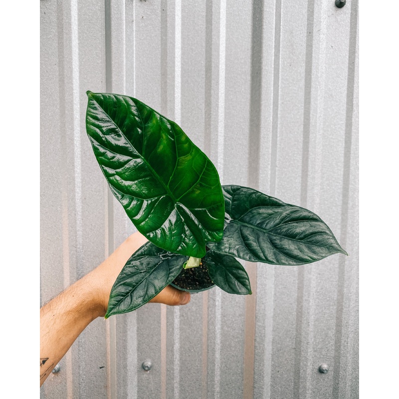 4 Alocasia Sinuata ‘Quilted Dreams’