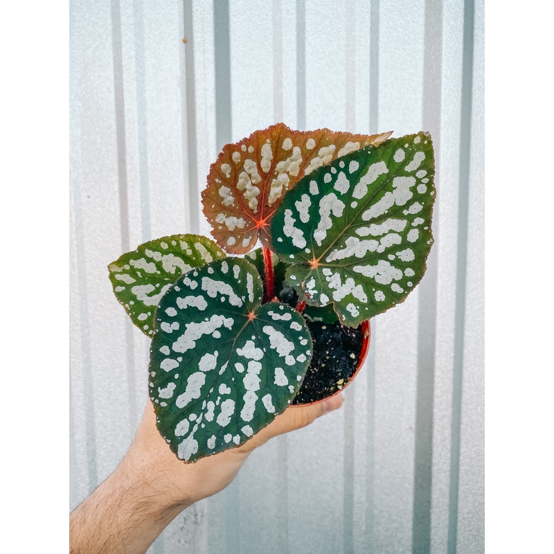 4 Begonia ‘Betsy’